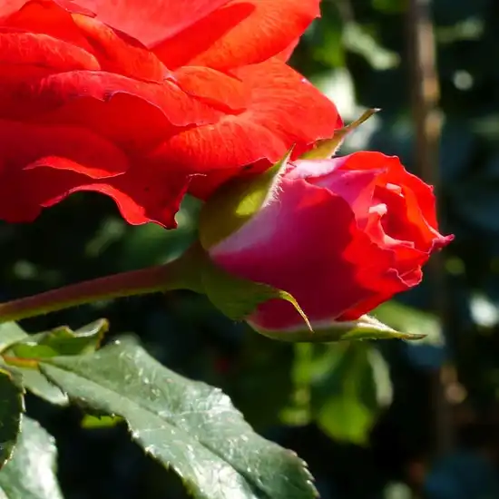 Rosa Planten un Blomen® - roșu - trandafir pentru straturi Floribunda